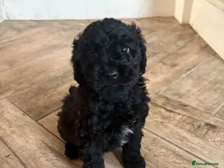 Cavapoo dogs Cavapoo 1 Boy Left Ready Now ❤️🐶 - Advert 5