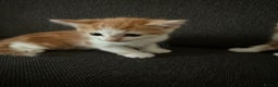 Domestic Shorthair cats for sale: Orage Kittens - Advert 8