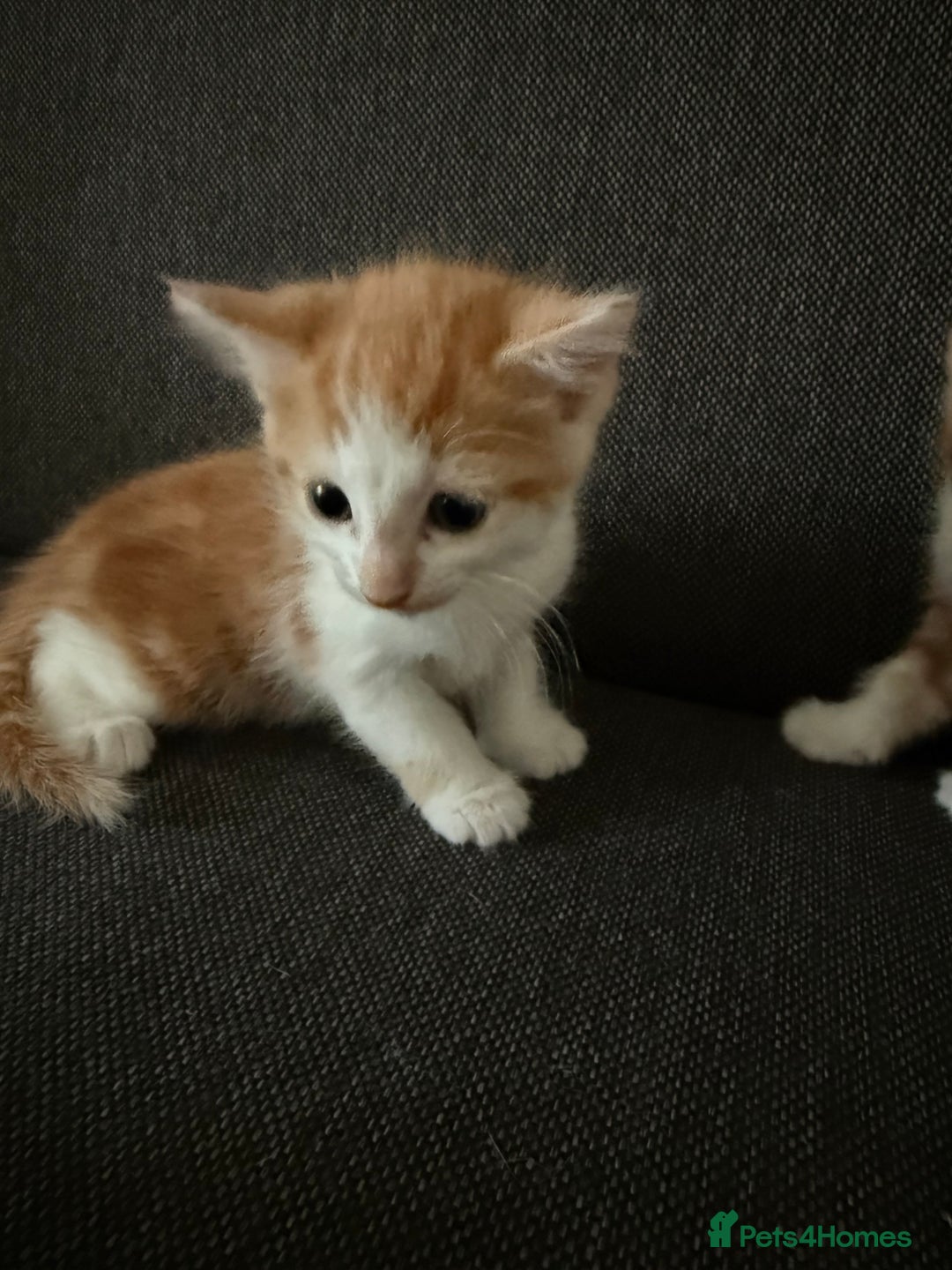 Domestic Shorthair cats for sale: Orage Kittens - Advert 8