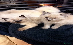 Mixed Breed cats for sale: 4 beautyful ragdoll cross kittens - Image 2