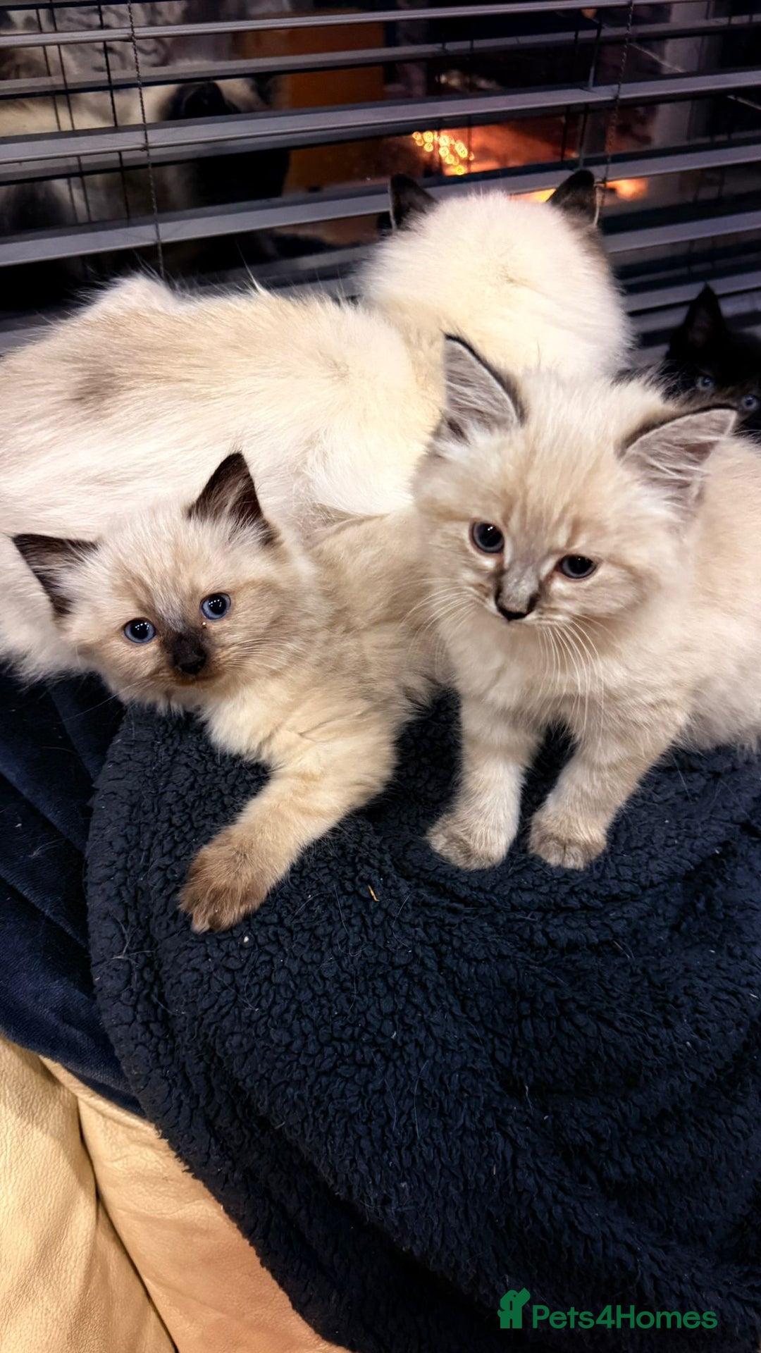Mixed Breed cats for sale: 4 beautyful ragdoll cross kittens - Image 2