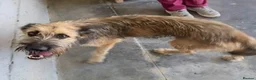 Mixed Breed dogs for adoption: Clyde, 1 yr old approx. Available for adoption. in Brixham - Advert 8