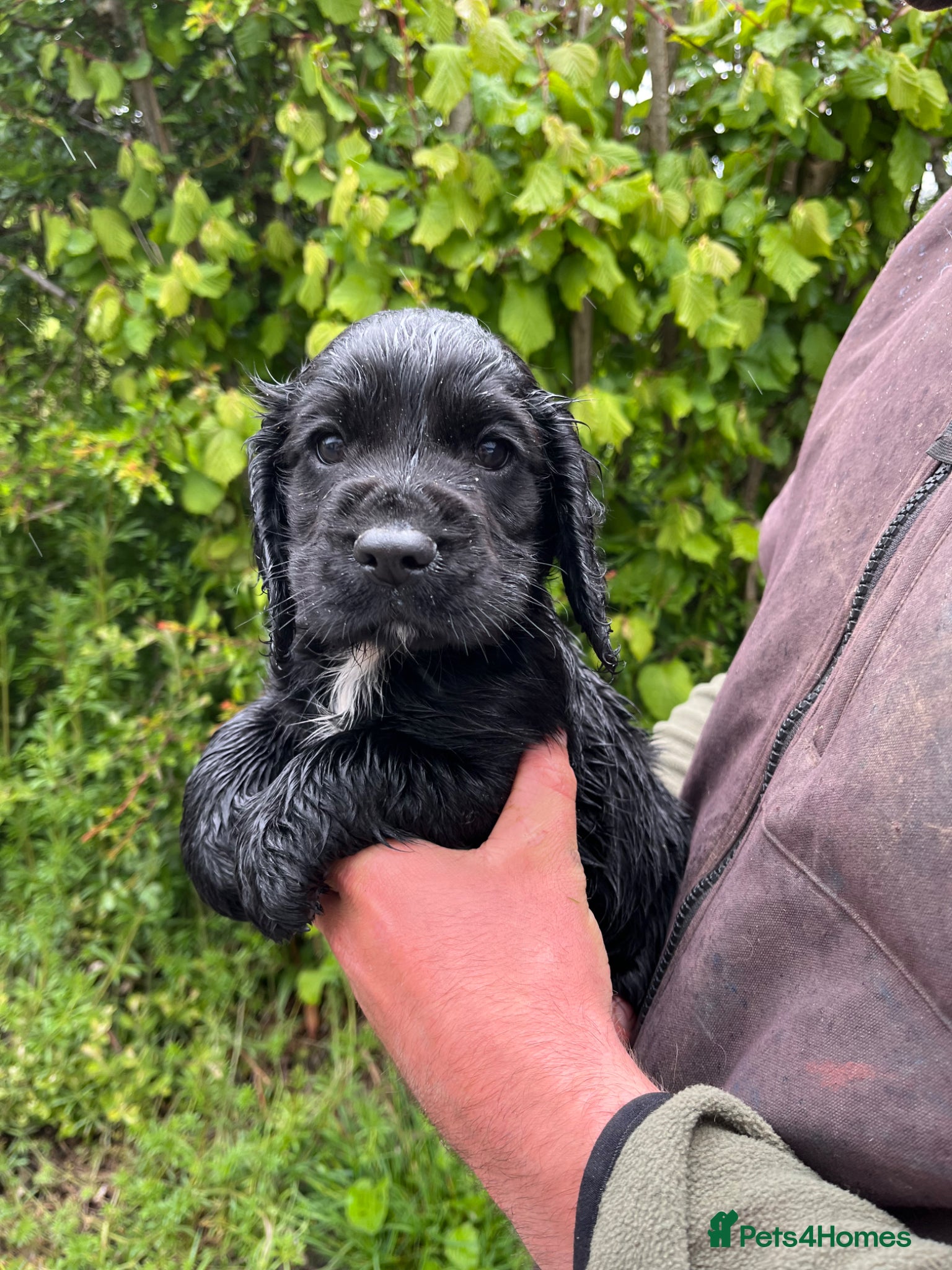 Cocker Spaniel dogs Working cocker spaniel puppies!!! - Advert 3