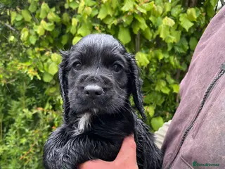 Cocker Spaniel dogs Working cocker spaniel puppies!!! - Advert 3