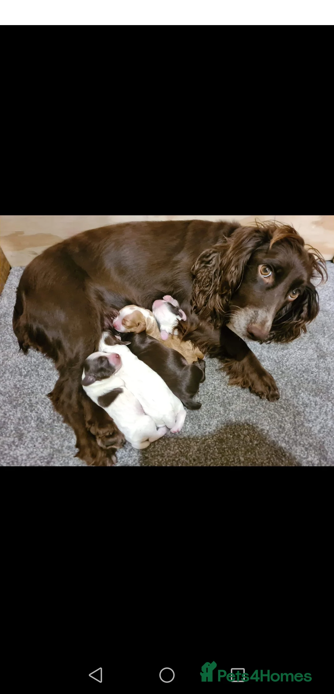 Cocker Spaniel dogs for stud: KC  health tested working cocker spaniel at stud in Malton - Advert 12