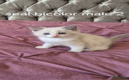Ragdoll cats for sale: 3 Tica Registered Males For Sale - Image 1