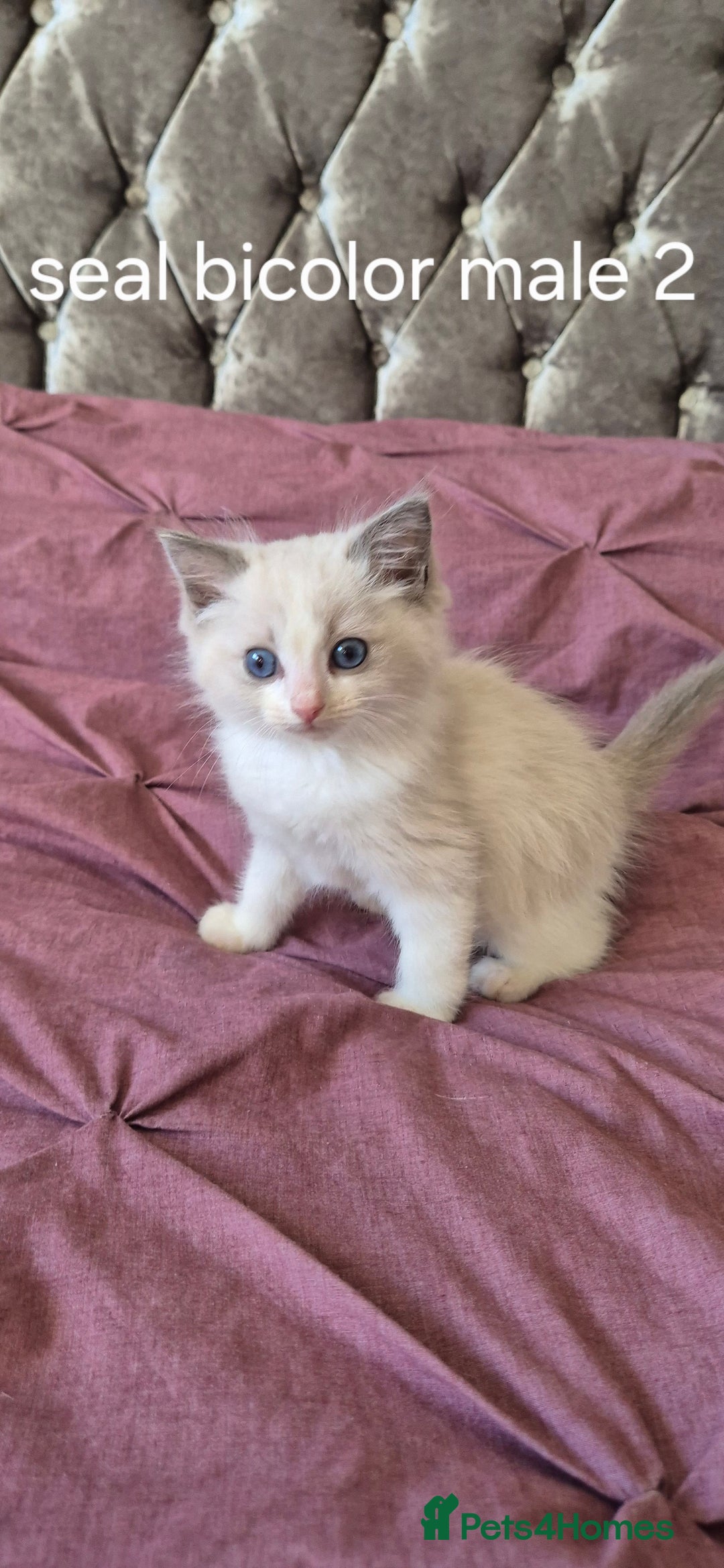 Ragdoll cats for sale: 3 Tica Registered Males For Sale - Image 1