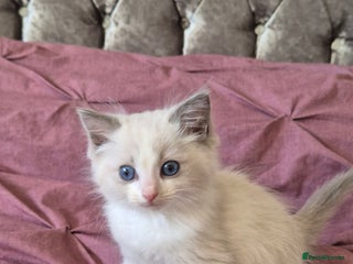 Ragdoll cats - Advert 6