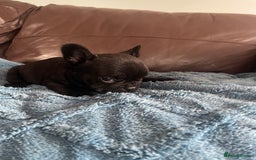 French Bulldog dogs for sale: French Bulldog puppies. 3 x boys 1 x girl - Image 13