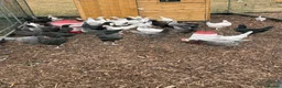 Chickens poultry for sale: Point of lay hybrid pullets  - Advert 2