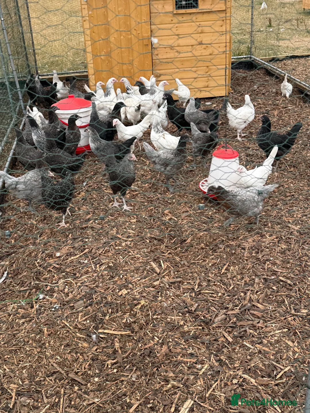 Chickens poultry for sale: Point of lay hybrid pullets  - Advert 2