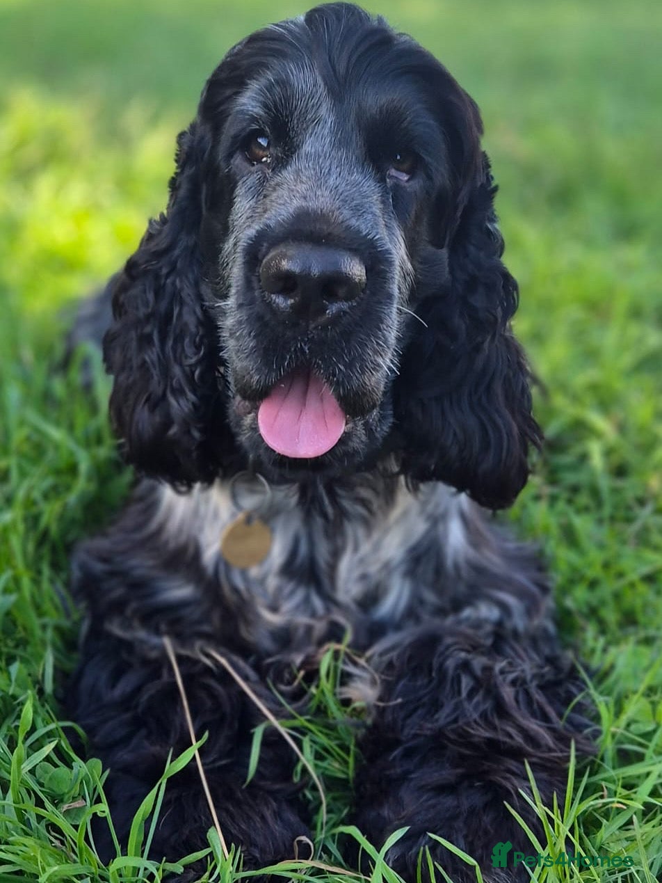 Cocker Spaniel dogs Blue roan show cocker spaniel stud in Exeter - Advert 1