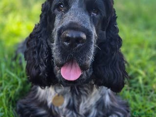 Cocker Spaniel dogs Blue roan show cocker spaniel stud in Exeter - Advert 2