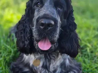 Cocker Spaniel dogs Blue roan show cocker spaniel stud in Exeter - Advert 17