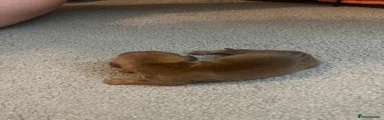 Dachshund 3