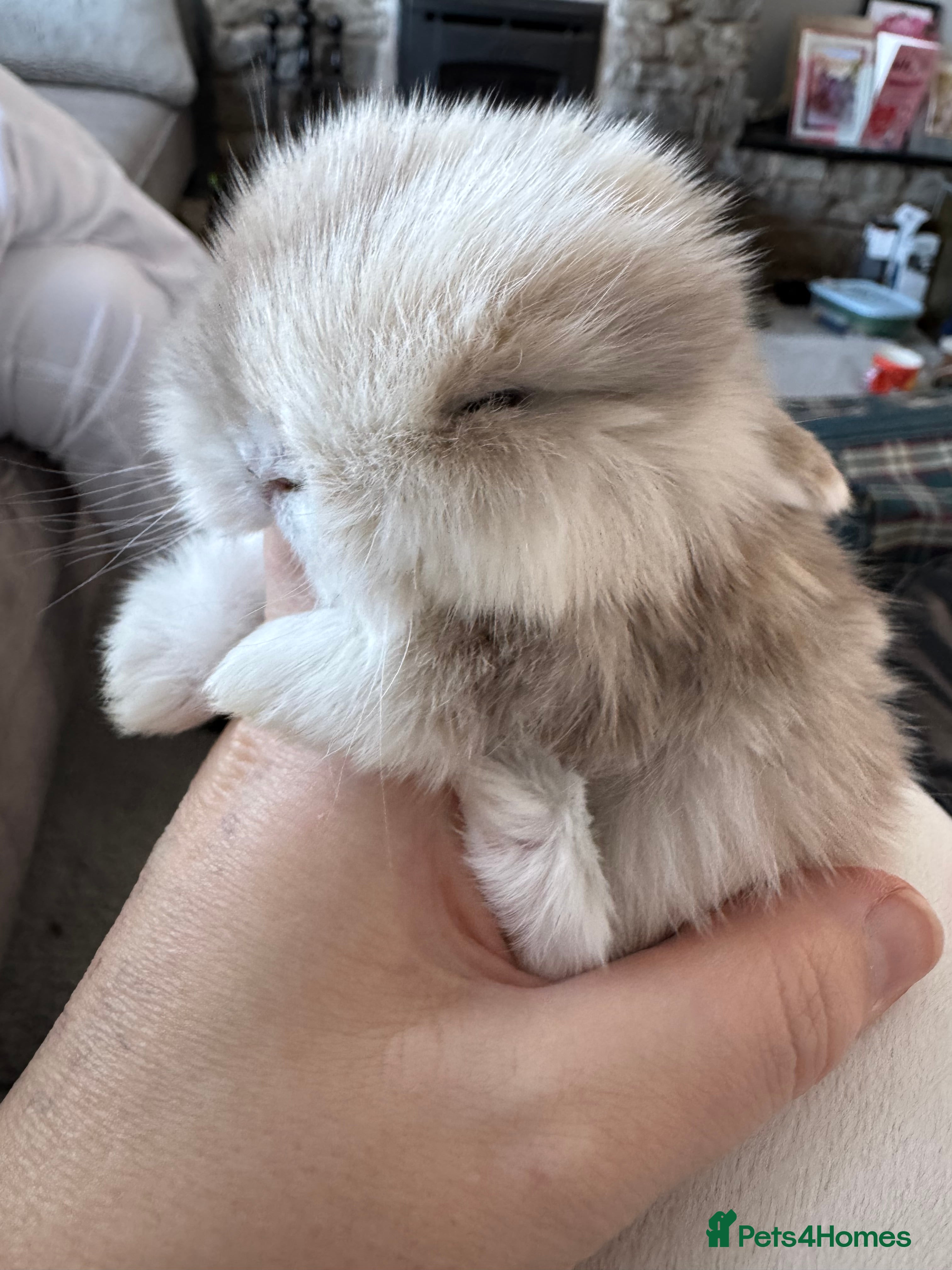 Mini Lop rabbits Beautiful mini lop babies  - Advert 12