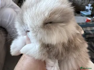 Mini Lop rabbits Beautiful mini lop babies - Advert 18