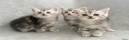 Persian cats for sale: Ready now - Persian x Maine coon kittens  - Advert 9