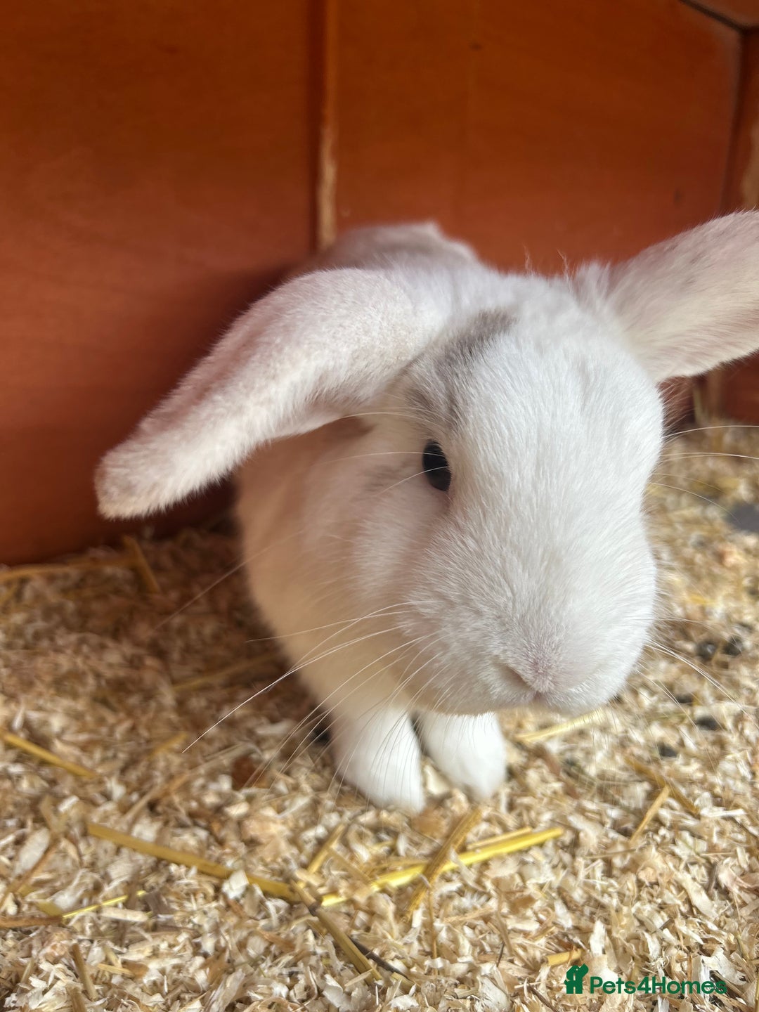 Mixed Breed rabbits for sale: Rehoming male rabbit - Advert 3