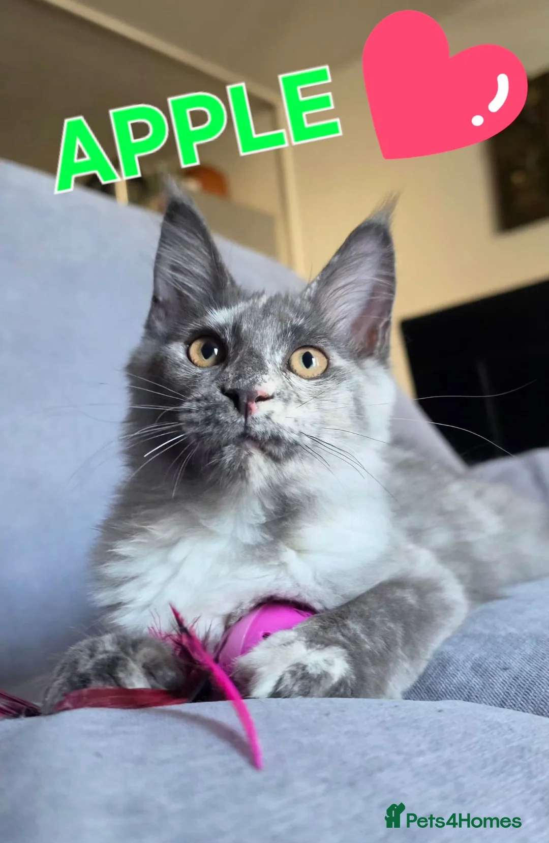 Maine Coon cats for sale: Gorgeous pedigree Girls ready now - Advert 14