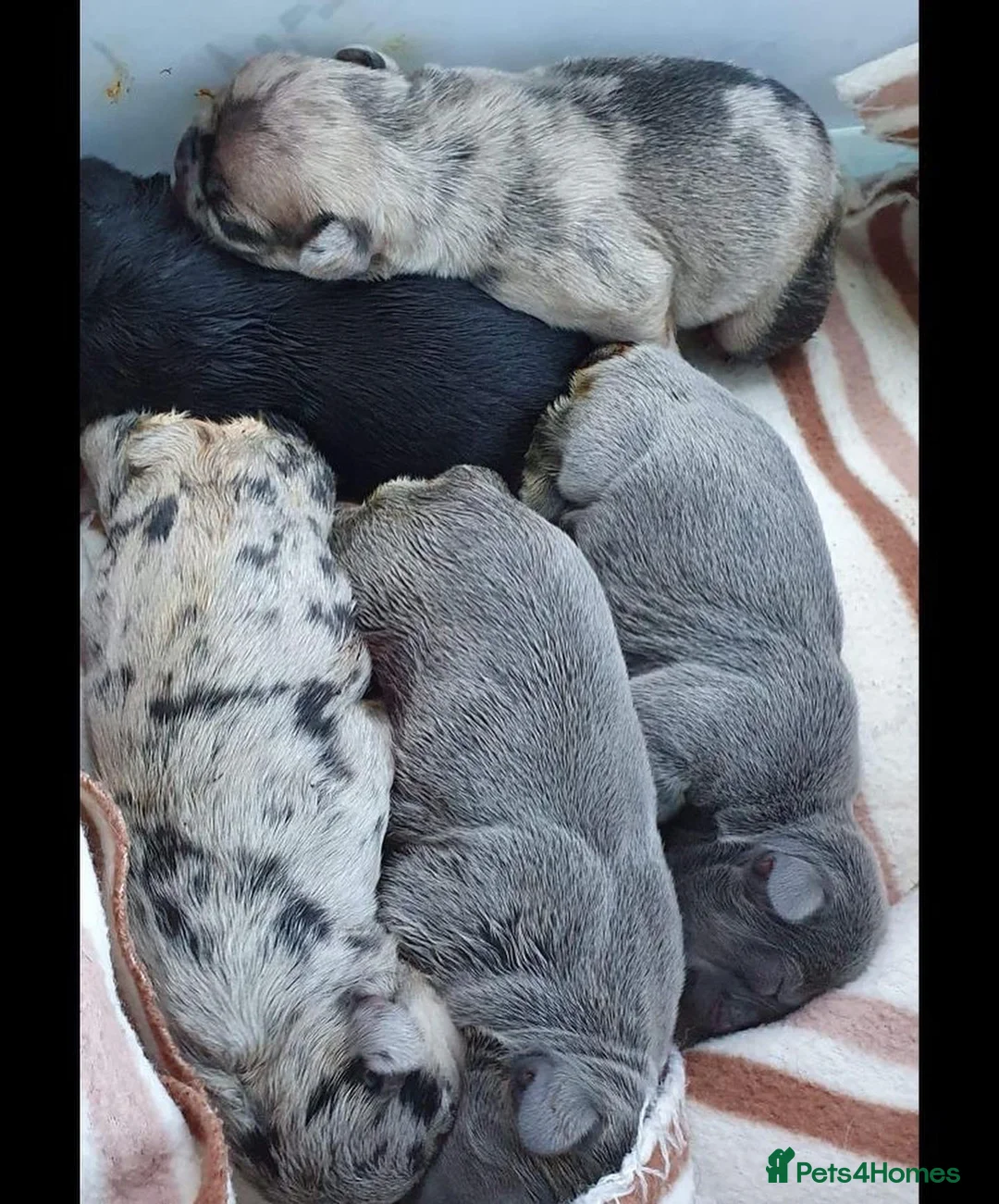 French Bulldog dogs for stud: LILAC AND TAN MERLE FRENCH BULLDOG STUD in Sunderland - Advert 10