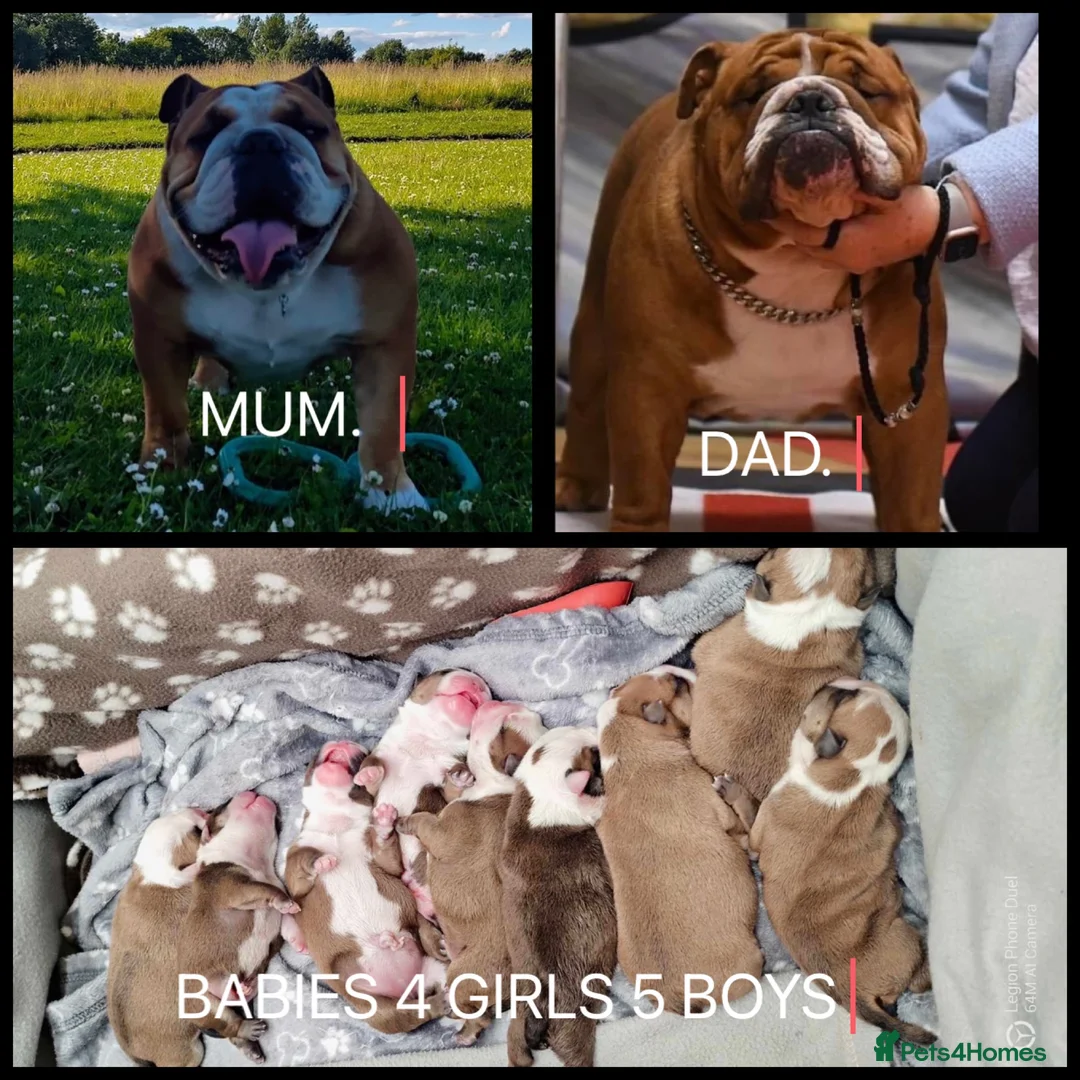 English Bulldog dogs for stud: Our Stunning English Bulldog Carter  in York - Advert 28