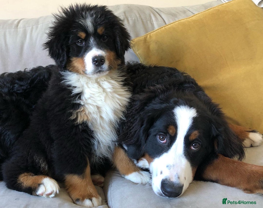 Bernese Mountain Dog dogs for sale: Family pets looking for forever home  - Advert 9