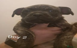 Mixed Breed dogs for sale: Frenchie cross Staffie Pups - Image 7