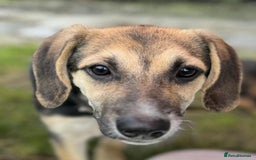 Mixed Breed dogs for adoption: DARIA -  a superb little girl, for a Loving Home - Image 9