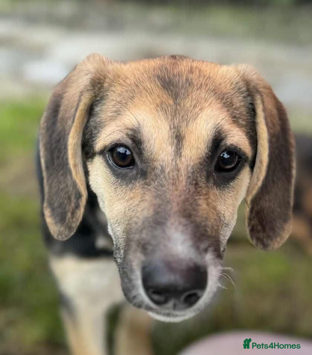 Mixed Breed dogs for adoption: DARIA -  a superb little girl, for a Loving Home - Image 9