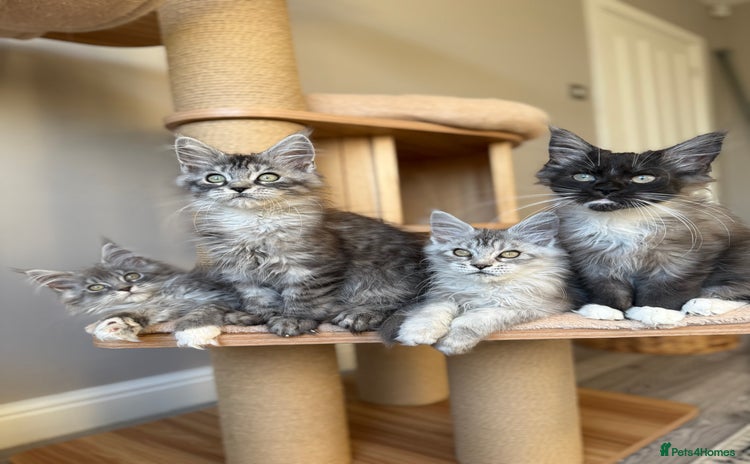Maine Coon cats - Advert 2