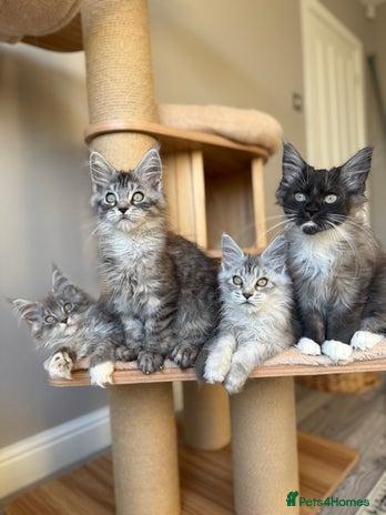 Maine Coon cats - Advert 9