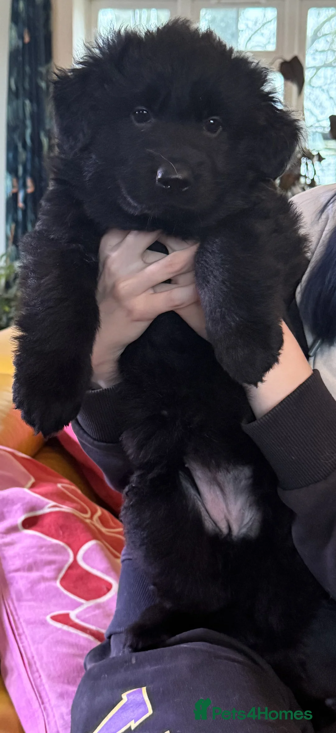 German Shepherd dogs for sale: Long coat GSD Pups With Health tested Parents - Advert 7