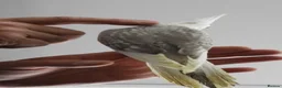 Cockatiels birds for sale: Hand Reared Cockatiels - Advert 9