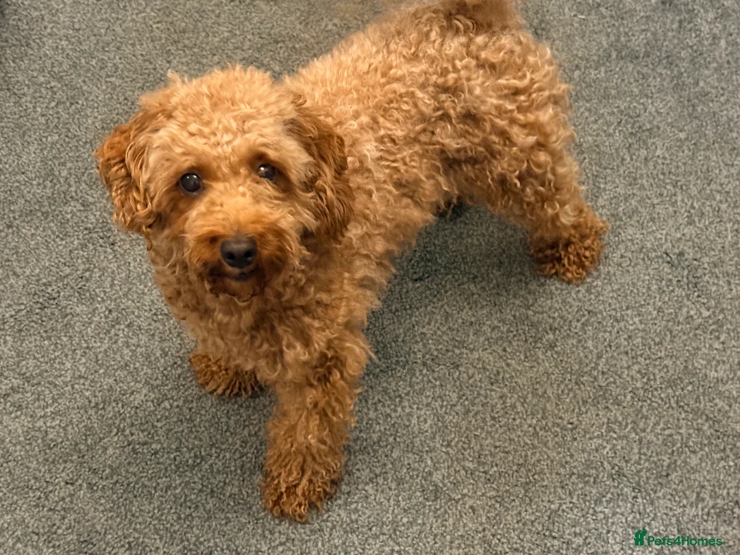 Cavapoo dogs for sale: Cavapoo girl  - Advert 2