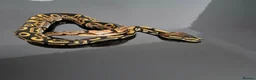 Python Snake reptiles for sale: Regius pythons/ ball pythos - Advert 4