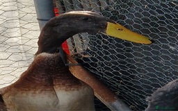 Ducks poultry for sale: Indian runner drakes - Image 6