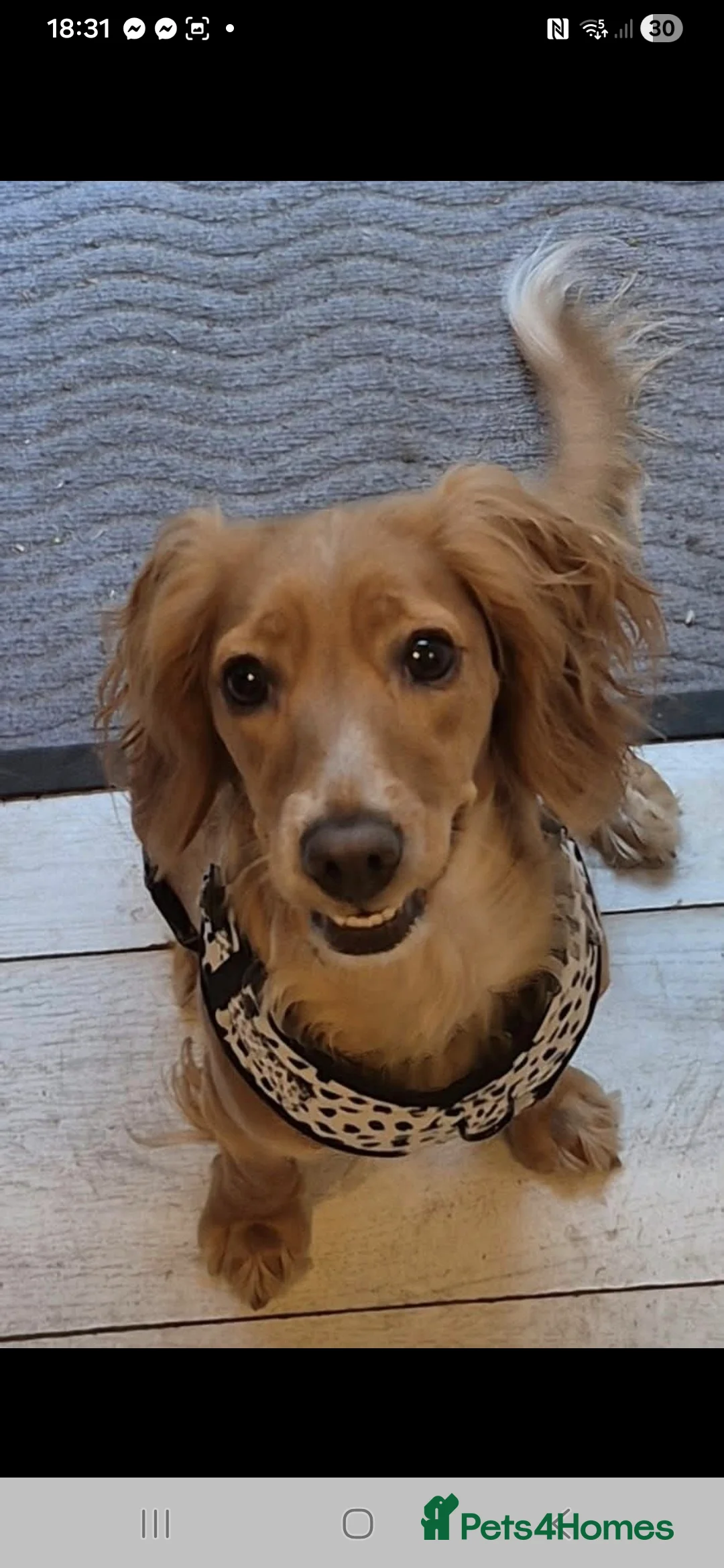 Cockapoo dogs for sale: F1B Red and fox red cockapoo litter - Advert 2