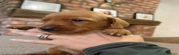 Labradoodle dogs for sale: F1B Quality Health Tested Fox Red Labradoodle  - Advert 14