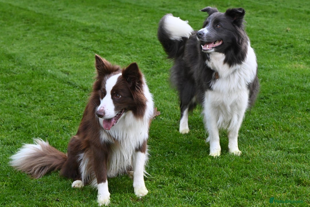 Border Collie dogs for sale:  Long Haired KC Reg Border Collie puppies for sale - Image 6