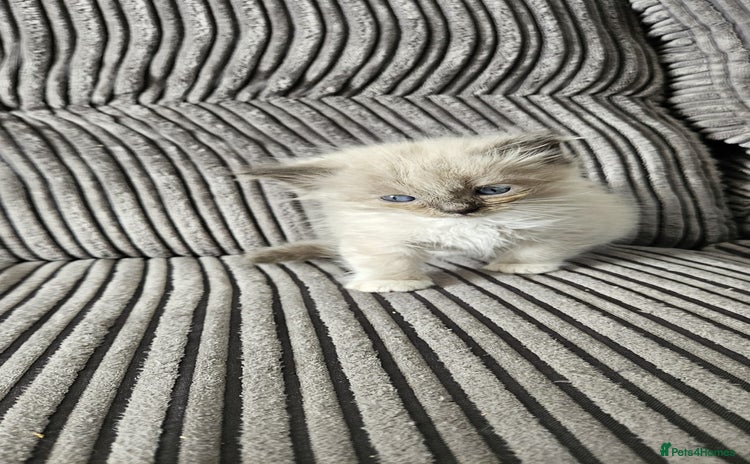 Ragdoll cats - Advert 9