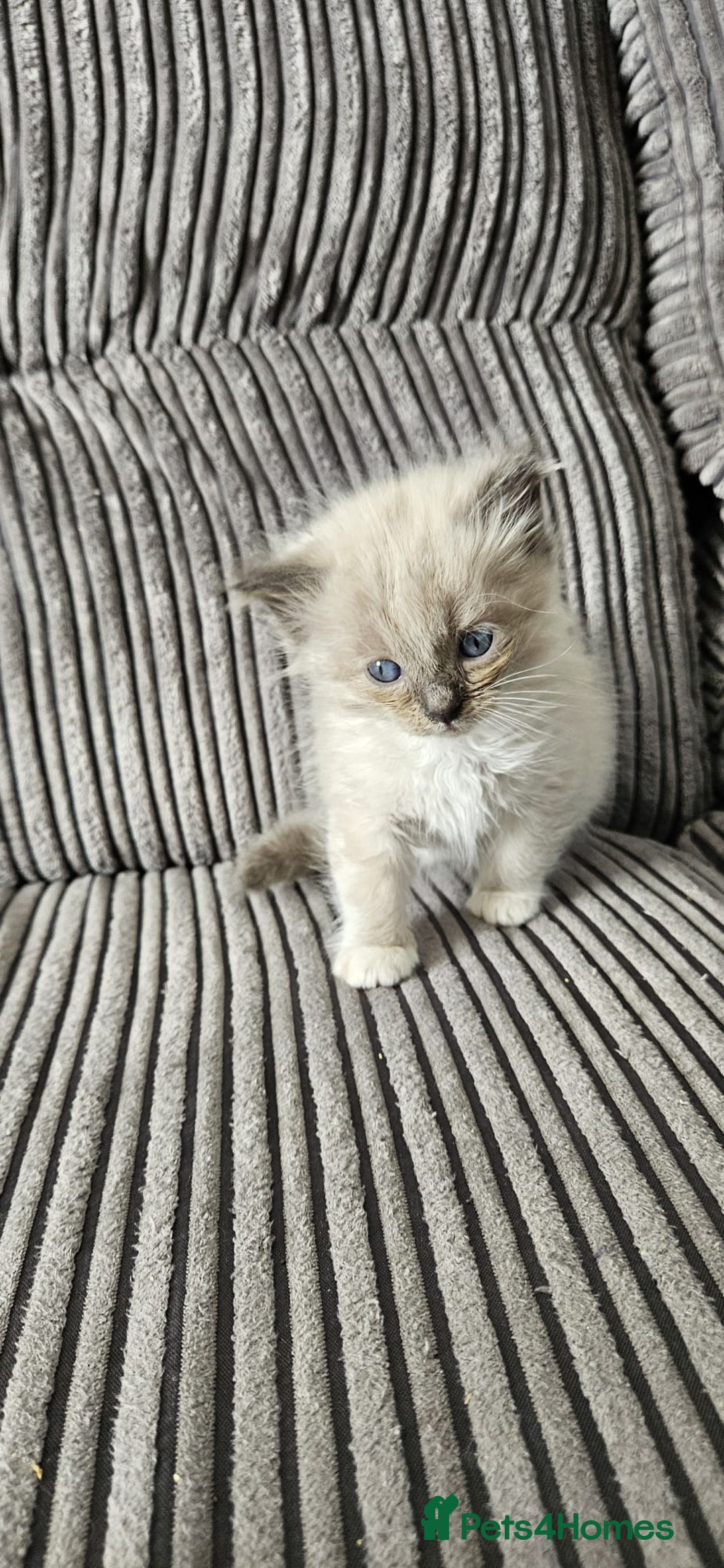 Ragdoll cats for sale: Gorgeous Ragdoll kittens  - Image 3