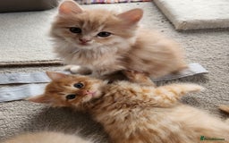 Ragdoll cats for sale: Beautiful Ragdoll Kittens  - Image 5