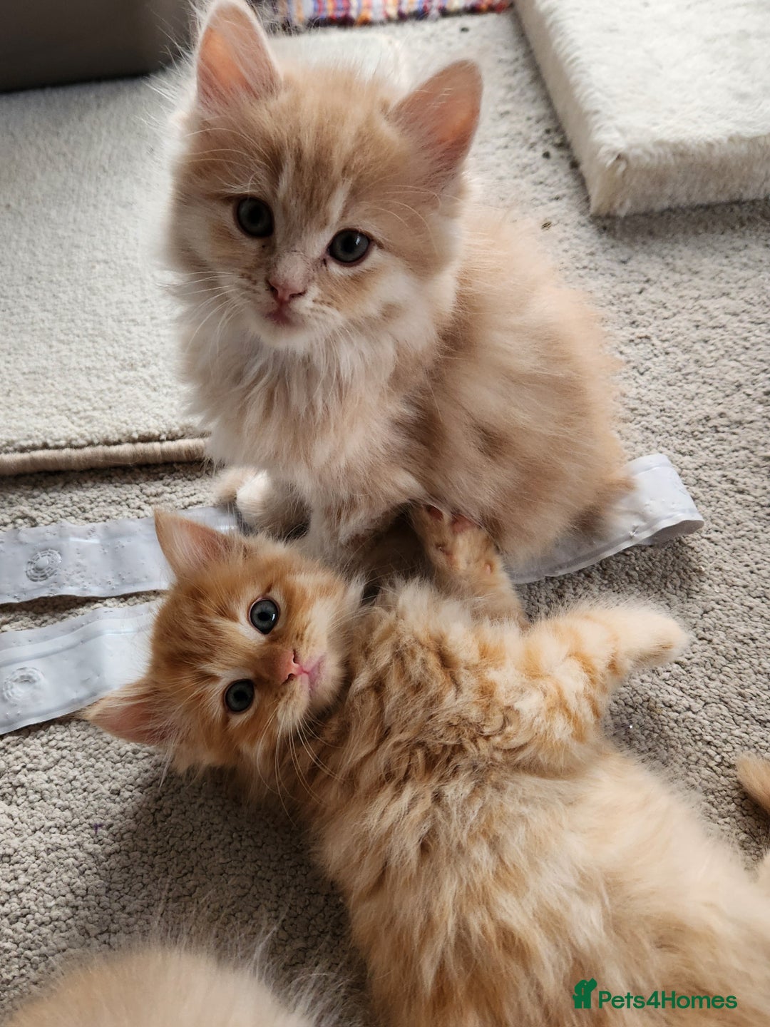 Ragdoll cats for sale: Beautiful Ragdoll Kittens  - Image 5