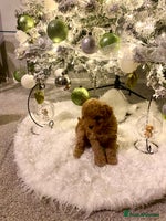 Poochon dogs 🐶🐾 4 STUNNING POOCHON PUPS 🐾🐶 - Advert 2