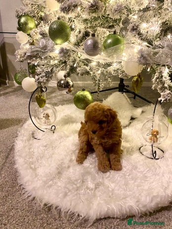Poochon dogs 🐶🐾 4 STUNNING POOCHON PUPS 🐾🐶 - Advert 3