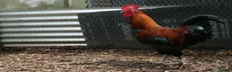 Chickens poultry for sale: French Copper Black Maran Hens for sale - Advert 3