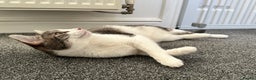 British Shorthair cats for sale: Two British short haired cats for sale  - Advert 6