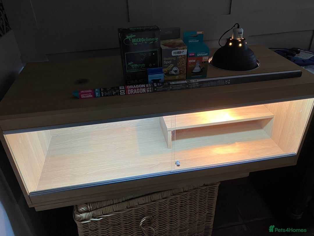 Bearded Dragon reptiles for sale: Bearded Dragon Vivarium Setup Kit in Downham Market - Image 4