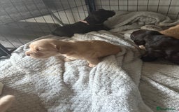 Cocker Spaniel dogs for sale: KC FTCH working cocker spaniel puppy’s  - Image 26